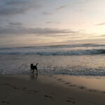 Dog have fun at the Beach A dog in Santa Teresa beach.